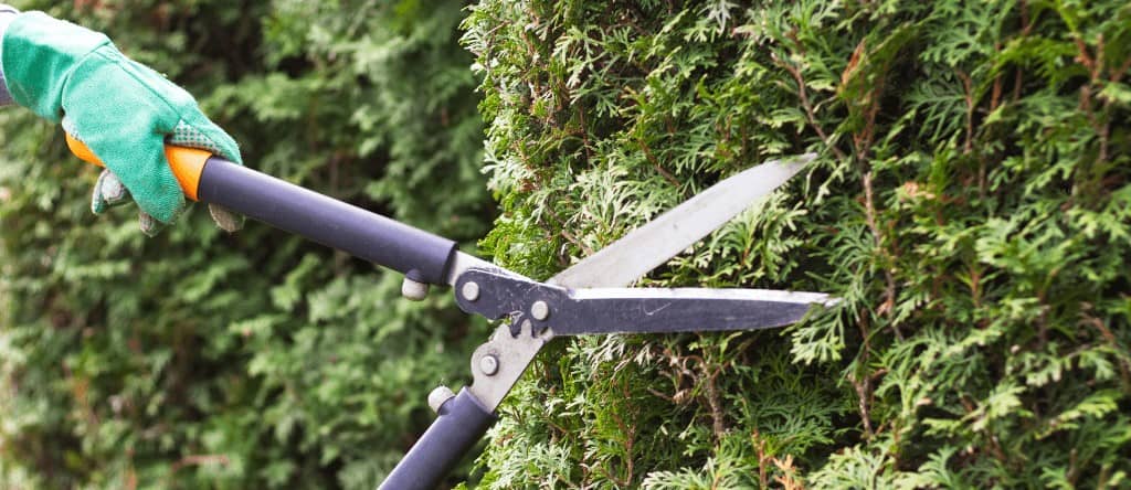 Entreprise d'élagage pour taille de haie à Laval (53) Bûcheron pour couper et abattre arbres et arbustes à Laval (53)