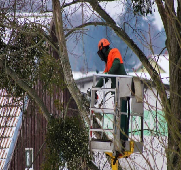 Taille d'arbres à Laval (53) société d'élagage pour tailler arbres et arbustes à Laval (53)