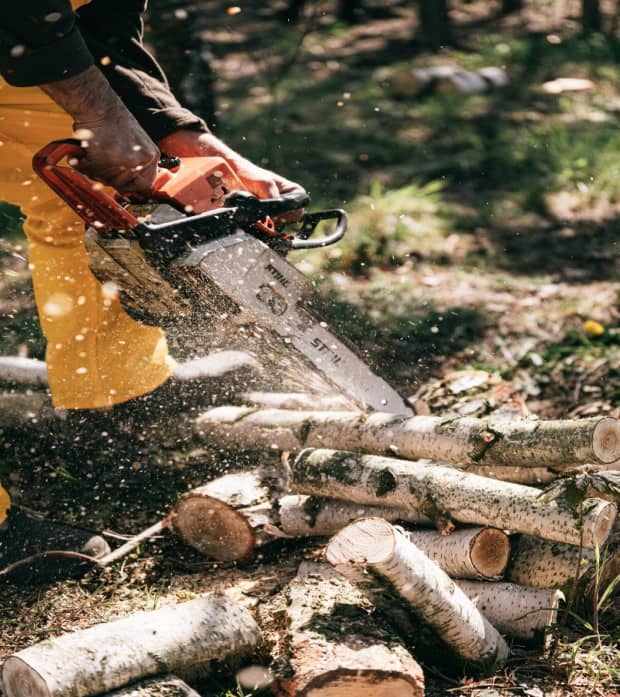 Taillage et élagage d'arbres à Laval (53) Entreprise d'élagage à Laval (53)